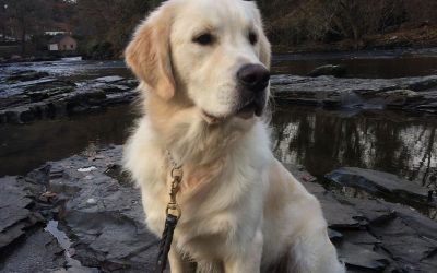 Popular Dog Training Methods